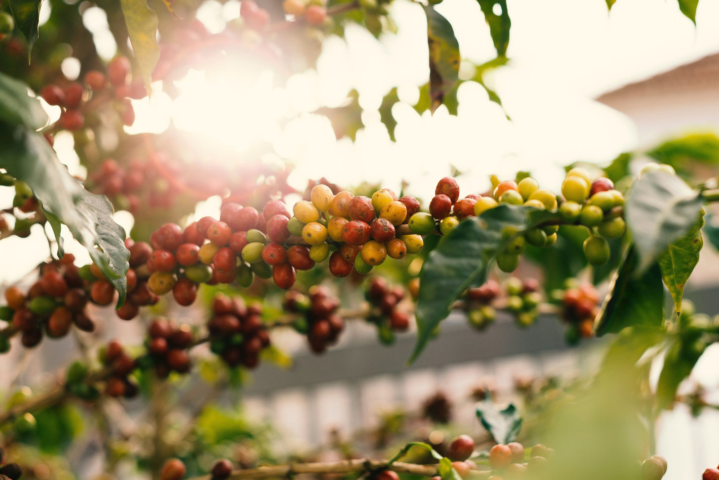 What’s Brewing Today: Finca El Gorrion, Nicaragua