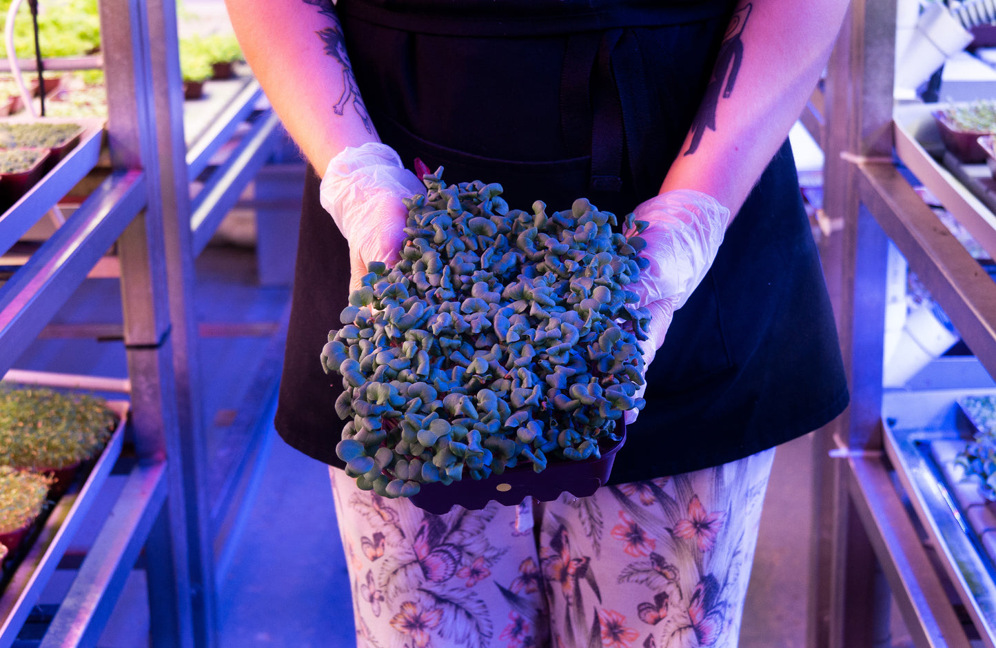 Mojo Supplier Stories: Shoots Microgreens