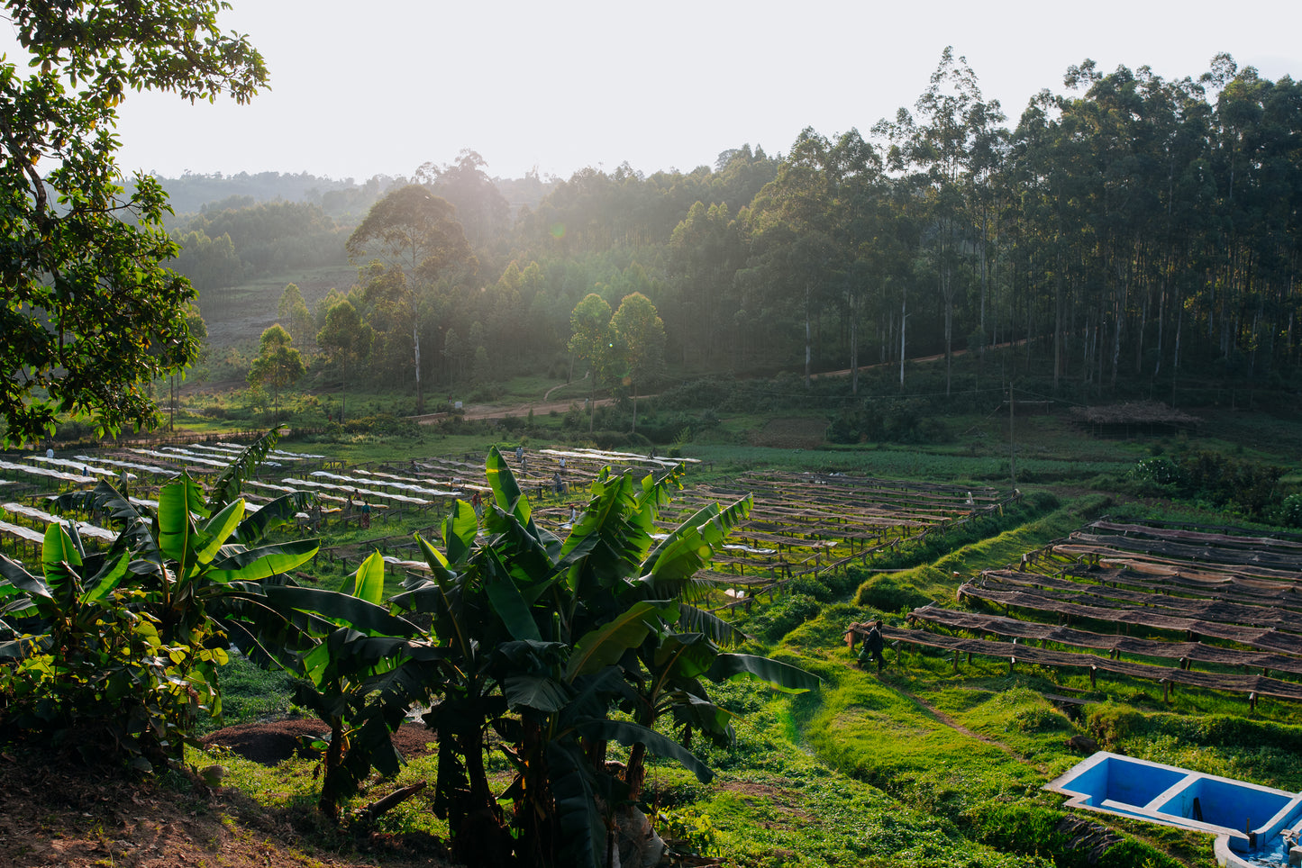 What's Brewing: Rukago CWS (Washed), Burundi