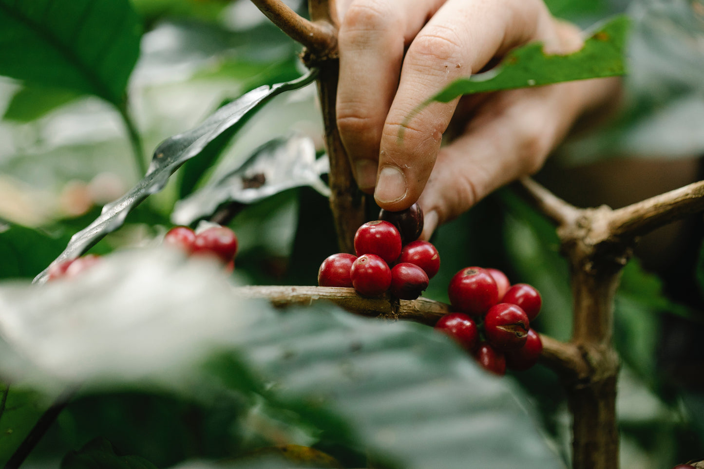 What's Brewing: Finca Palo Verde, Honduras